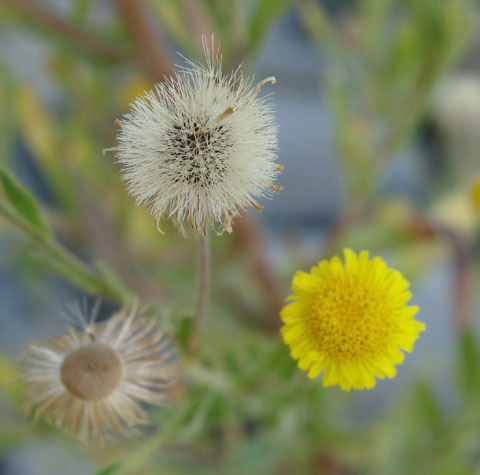 Spanish sunflower, Pulicaria paludosa